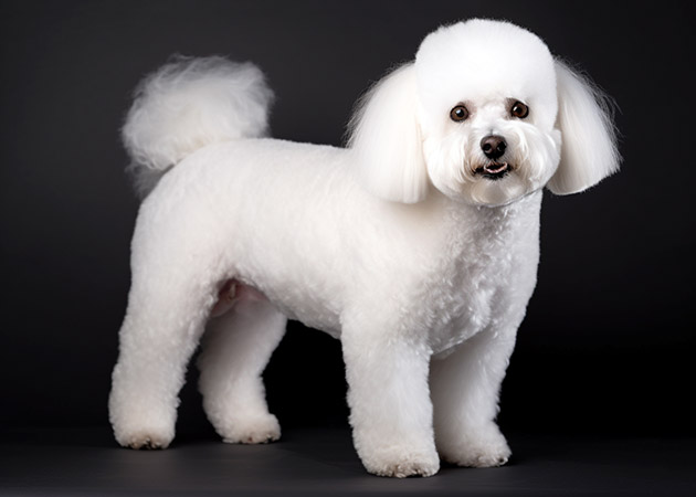 Pet Portrait of a Bichon Frise image 01