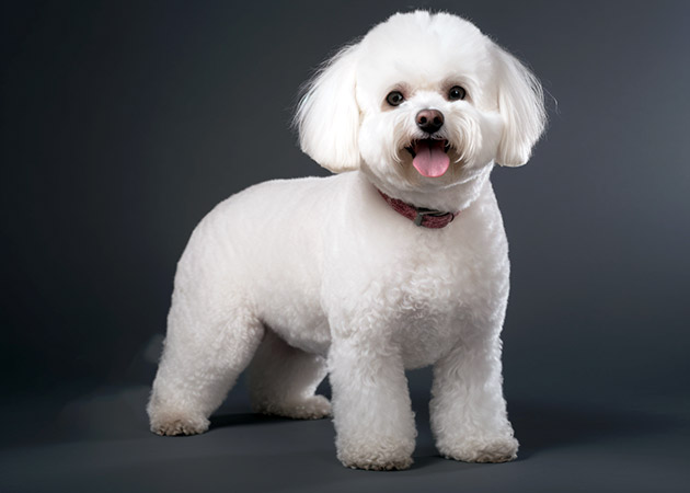 Pet Portrait of a Bichon Frise image 02