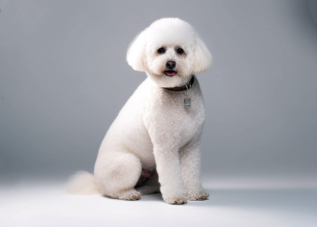 Pet Portrait of a Bichon Frise image 03