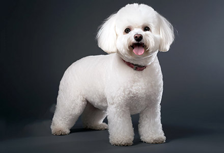 A Portrait of a Bichon Frise dog linking to other photos of Bichon Frise dogs