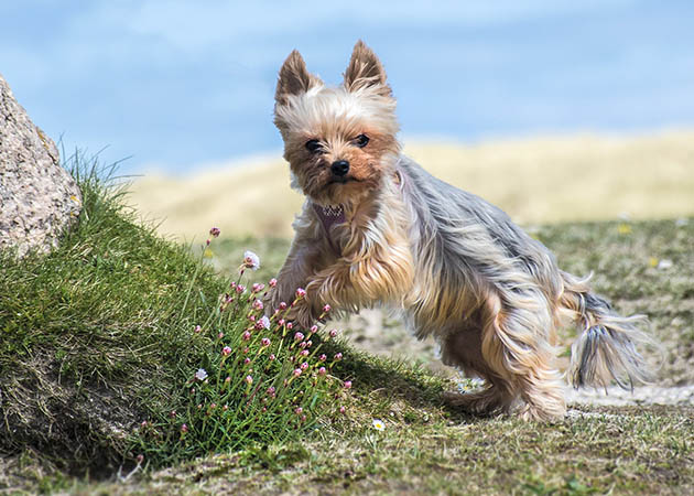 Pet Portrait of miniture Yorkshire Terrier image 01