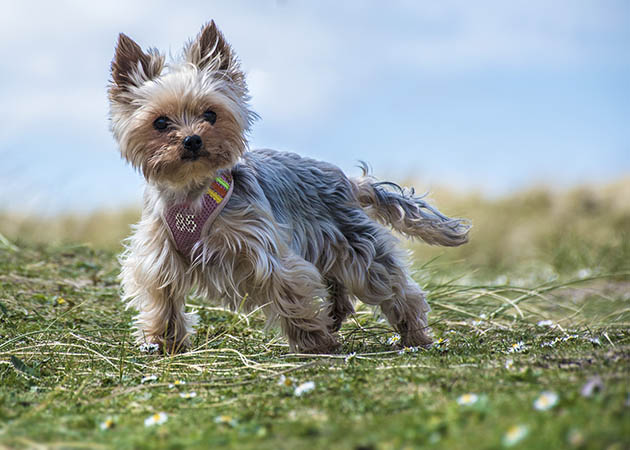 Pet Portrait of miniture Yorkshire Terrier image 02