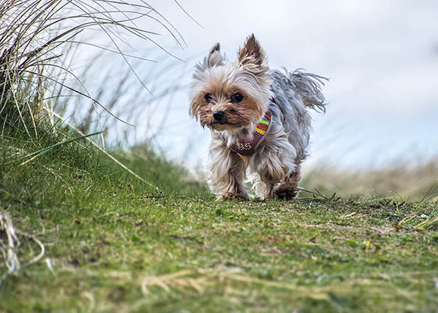 Pet Portrait of miniture Yorkshire Terrier image 03