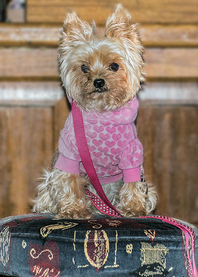 Pet Portrait of miniture Yorkshire Terrier image 04