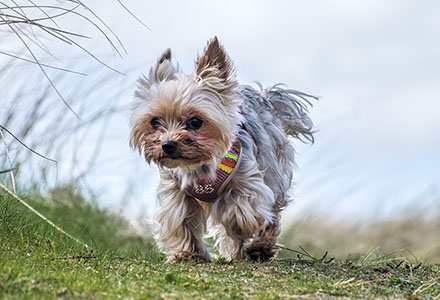 Image of Roxy the miniture Yorkshire Terrier linking to other photos of her