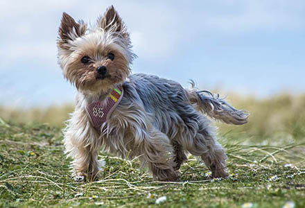 Image of Roxy the miniture Yorkshire Terrier linking to other photos of her