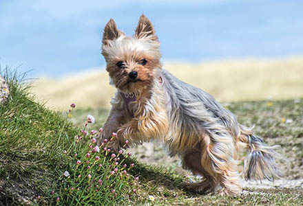 Image of Roxy the miniture Yorkshire Terrier linking to other photos of her